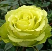 Роза Нефрит спрей (Барнаул)