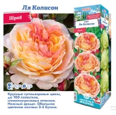 Роза Ля Колисон шраб (Сиб сад)