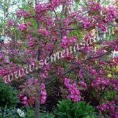 Яблоня декоративная Рудольф (ПОИСК)