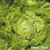 Салат Король рынка кочанный 1г (НК)