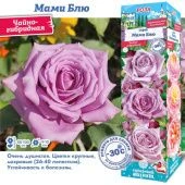 Роза Мами Блю чайно-гибридная (Сиб сад)