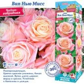Роза Вип Нью Мисс чайно-гибридная (Сиб сад)