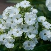 Флокс Джейд метельчатый 1шт (ПОИСК)