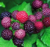 Малина Бристоль (ПОИСК)