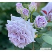 Роза Шато Мертию японская чайно-гибридная (Золотая сотка Алтая)