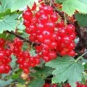 Смородина красная Ася (ПОИСК)