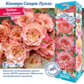 Роза Кантри Спирит Луиза чайно-гибридная (Сиб сад)