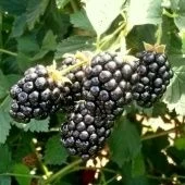 Ежевика Лох Тей (ПОИСК)