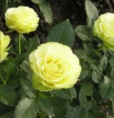 Роза Лимонад чайно-гибридная (Золотая сотка Алтая)