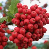 Рябина Алая крупная (в коробке) (ПОИСК)