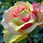 Роза Питахайя чайно-гибридная (Золотая сотка Алтая)
