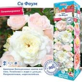 Роза Си Фоум почвопокровная (Сиб сад)