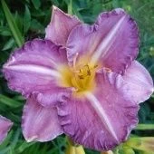 Лилейник гибридный Интрэпмент (ПОИСК)