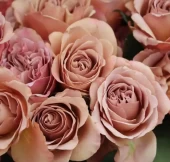 Роза Кафэ флорибунда (Золотая сотка Алтая)