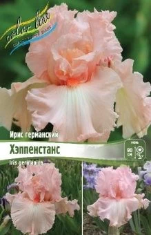 Iris germanica Happenstance