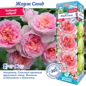 Роза Жорж Санд чайно-гибридная (Сиб сад)