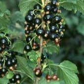 Смородина черная Перун (ПОИСК)