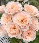 Роза Парадиз Бич чайно-гибридная (Сиберика)