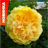 Роза Голден зест шраб (Барнаул)