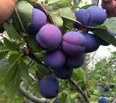 Слива Заречная ранняя (Поиск)