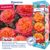 Роза Френези флорибунда (Сиб сад)