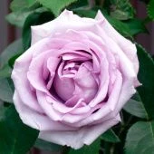 Роза Индиголетта Плетистая (Садовита)