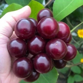 Вишня Новелла (в коробке) (ПОИСК)