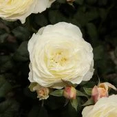 Роза Артемис Шраб (Садовита)