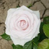 Роза Баунти Вей Чайно-гибридная (Садовита)