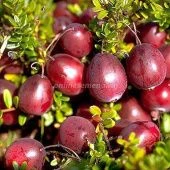 Клюква крупноплодная Баин 6 (ПОИСК)