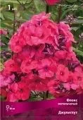 Флокс Джулиглут метельчатый (ПОИСК)
