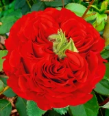 Роза Ред Монстр чайно-гибридная (Сиб сад)