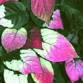 Актинидия коломикта Адам (мужской опылитель) (ПОИСК)