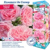 Роза Комтесс де Сегюр чайно-гибридная (Сиб сад)