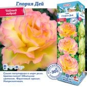 Роза Глория Дей чайно-гибридная (Сиб сад)