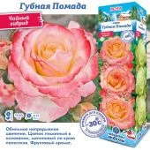 Роза Губная помада чайно-гибридная (Сиб сад)