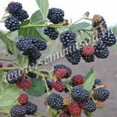 Ежевика Тонфри (ПОИСК)