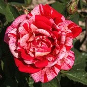 Роза Фердинанд Пичард Парковая (Садовита)