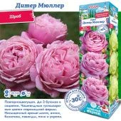 Роза Дитер Мюллер шраб (Сиб сад)