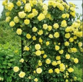 Роза Золотые Ливни плетистая (Золотая сотка Алтая)