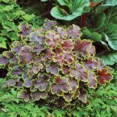 Гейхерелла Солар Эклипс (ПОИСК)