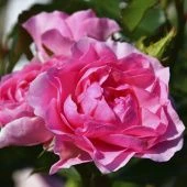 Роза Ай Эм Грейтфул флорибунда (Сиберика)