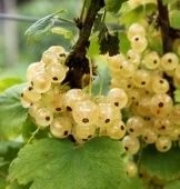 Смородина белая Кремовая (ПОИСК)