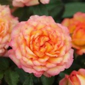 Роза Санмейд миниатюрная (Золотая сотка Алтая)