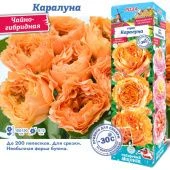 Роза Каралуна чайно-гибридная (Сиб сад)