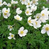 Анемона лесная (ПОИСК)