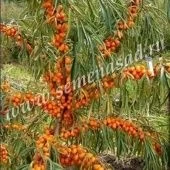 Облепиха Ажурная (ПОИСК)