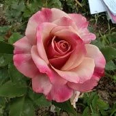 Роза Ту Фэйс чайно-гибридная (Золотая сотка Алтая)