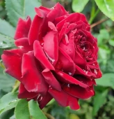 Роза Кло Вужо флорибунда (Золотая сотка Алтая)