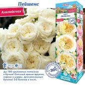 Роза Пейшенс английская (Сиб сад)